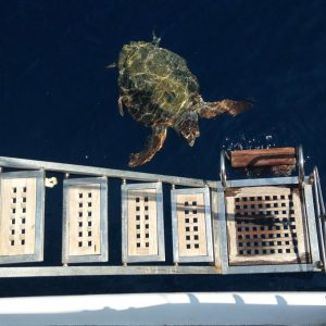 buket-blaue-reise-6 buket-blaue-reise-6